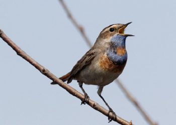 AI Analysis of Bird Songs Helping Scientists Study Bird Populations and Movements